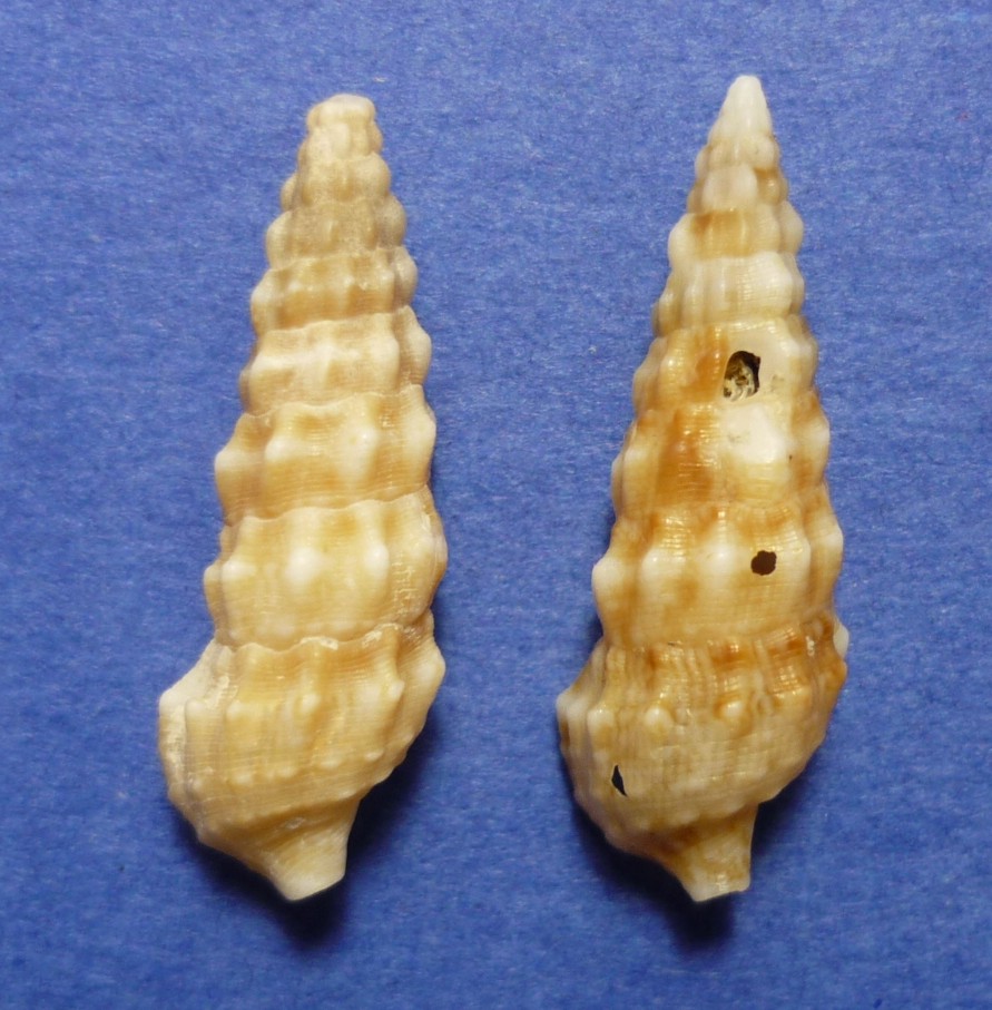 Cerithium vulgatum